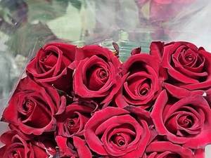 گلخانه گل رز هلندی معینی