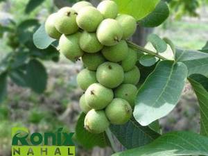 نهالستان رونیکس نهال در میاندوآب