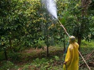  سبزینه مارال یزد فروش عمده کود شیمیایی و ارگانیک