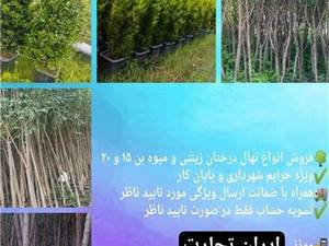 فروش نهال نوآوران روز در شهرری