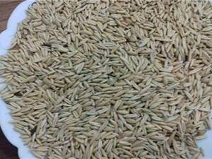 پارس پانیذ در قزوین