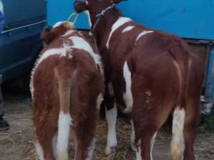 دام دانیال کر در ترکمن