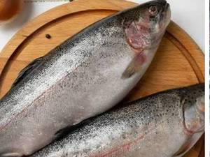 فروش کلی و خورده ماهی تازه حامد