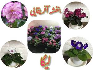 گلخانه بنفشه  آفریقایی لیگا در رشت