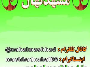 فروش ارقام مختلف نهال، مشهد نهال ( همتانهال )