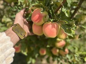 نهالستان نهال رجبی در میاندوآب