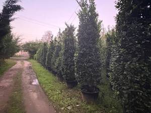 نهالستان شکرباغان