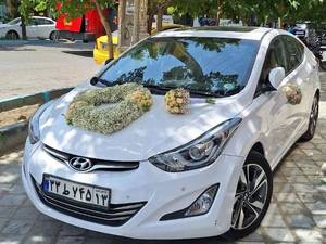 گل مارگریت در اصفهان 