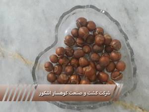 شرکت کشت و صنعت کوهسار اشکور