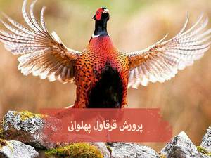 پرورش قرقاول پهلوانی