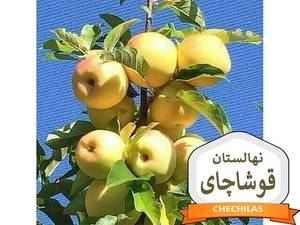 نهالستان قوشاچای