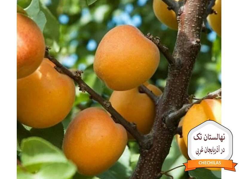 نهالستان تک در آذربایجان غربی