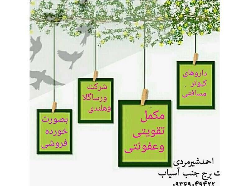 پرنده فروشی شیرمردی خوزستان