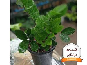 گلکده ملائک در تنکابن