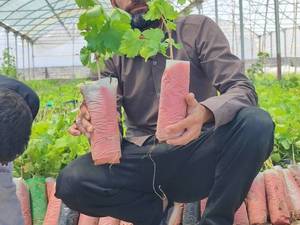 نهالستان نیکخواه در کاشمر