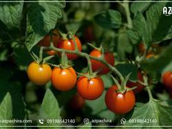 بذر گوجه فرنگی فضای باز