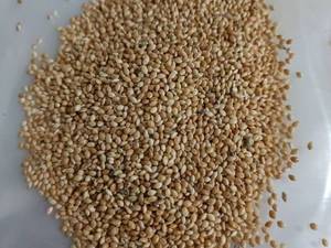 ارزن درشت کیلویی