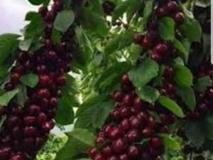 نهال گیلاس بینگ در آذربایجان 