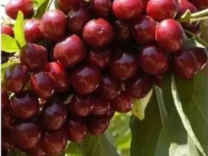 نهال گیلاس رقم لاپنیز 