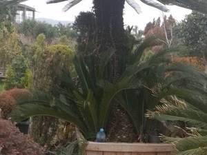 تولید و فروش عمده سیکاس تنه دار در تهران