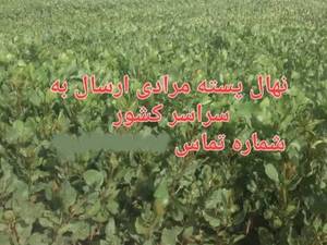 عرضه نهال پسته پایه بادامی سفید 