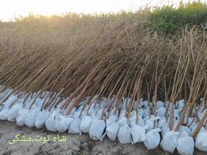 نهالستان در دزفول