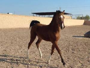  تولید پرورش اسب در دولت اباد اصفهان