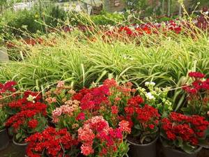 فروش  گل زینتی و فصلی در ارومیه