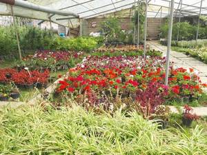 فروش  گل زینتی و فصلی در ارومیه