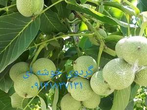 سفارش عمده نهال گردوخوشه ای