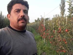 تولید و فروش نهال سیب پایه کوتاه در اذربایجان غربی