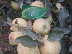 تولید نهال هلو در همدان