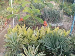 قیمت گل یوکا و آگاو