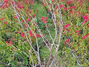 فروش گل کاغذی هفت رنگ