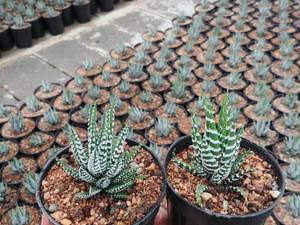 هاورتیا زبرا