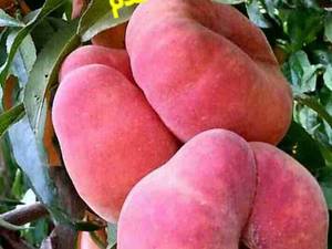 هلو انجیری خونی یا قرمز