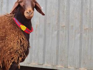 پلاک گردنبندی دام سبک و سنگین