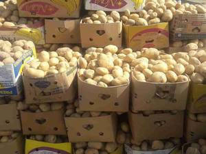 فروش کلی سیب زمینی