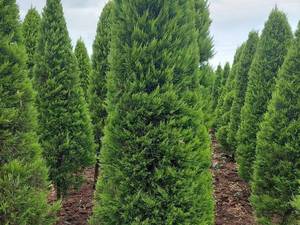 قیمت درختچه لاوسون در انزلی