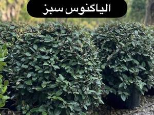 خرید و قیمت درختچه آلیاگنوس درگیلان