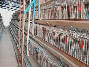 خرید و قیمت قفس مرغ تخمگذار