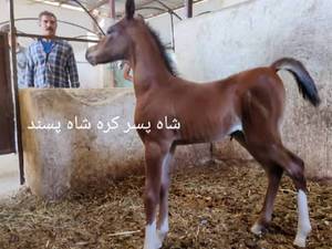 اسب شاه پسر کره شاه پسند 