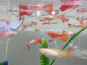 خرید ماهی گوپی در رشت