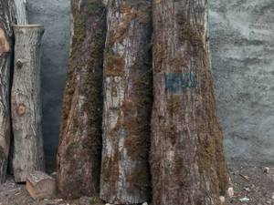 چوب فروشی محمودی در قم