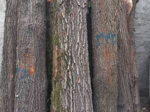 خرید و فروش چوب الوار باغی و جنگلی در قم