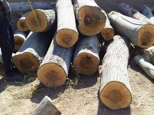 خرید و فروش چوب الوار باغی و جنگلی در قم