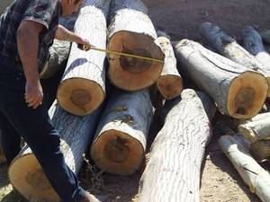 خرید و فروش چوب الوار باغی و جنگلی در قم