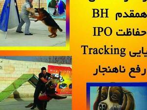 آموزش و رفتار شناسى سگ