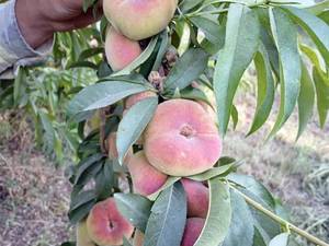 فروش نهال هلو انجیری در خوی