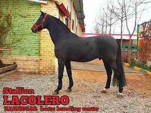 سیلمی لاکورلو (Lacolero)